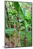 Bananas hanging on tree, Spring Village, Bequia, Saint Vincent And The Grenadines-null-Mounted Photographic Print