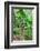 Bananas hanging on tree, Spring Village, Bequia, Saint Vincent And The Grenadines-null-Framed Photographic Print