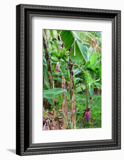 Bananas hanging on tree, Spring Village, Bequia, Saint Vincent And The Grenadines-null-Framed Photographic Print