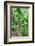 Bananas hanging on tree, Spring Village, Bequia, Saint Vincent And The Grenadines-null-Framed Photographic Print