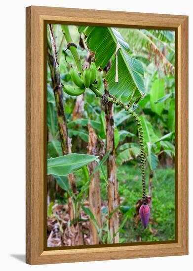 Bananas hanging on tree, Spring Village, Bequia, Saint Vincent And The Grenadines-null-Framed Premier Image Canvas