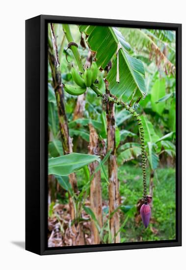 Bananas hanging on tree, Spring Village, Bequia, Saint Vincent And The Grenadines-null-Framed Premier Image Canvas