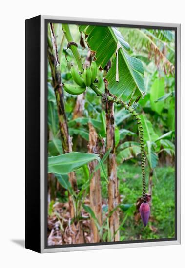 Bananas hanging on tree, Spring Village, Bequia, Saint Vincent And The Grenadines-null-Framed Premier Image Canvas