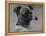 Banchory Dandy Owned by Lorna Countess Howe-Thomas Fall-Framed Premier Image Canvas