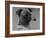Banchory Dandy Owned by Lorna Countess Howe-Thomas Fall-Framed Premium Photographic Print