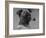 Banchory Dandy Owned by Lorna Countess Howe-Thomas Fall-Framed Photographic Print