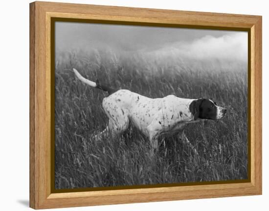 Banchory Rita Owned by Lorna Countess Howe-Thomas Fall-Framed Premier Image Canvas