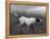 Banchory Rita Owned by Lorna Countess Howe-Thomas Fall-Framed Premier Image Canvas