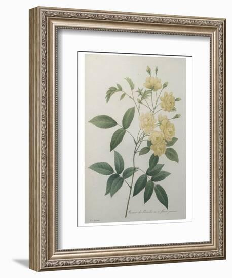 Bancks Yellow Rose-Pierre-Joseph Redoute-Framed Art Print