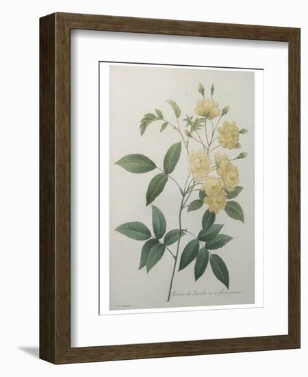 Bancks Yellow Rose-Pierre-Joseph Redoute-Framed Art Print