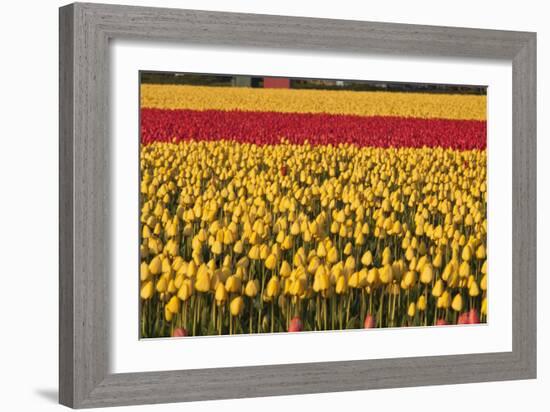 Band of Red-Dana Styber-Framed Photographic Print