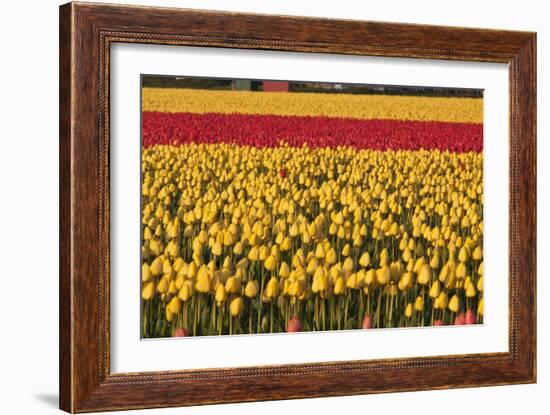 Band of Red-Dana Styber-Framed Photographic Print