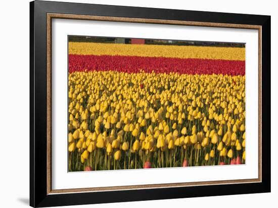 Band of Red-Dana Styber-Framed Photographic Print