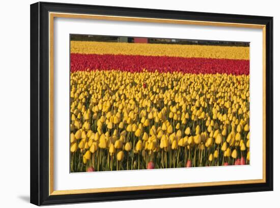 Band of Red-Dana Styber-Framed Photographic Print