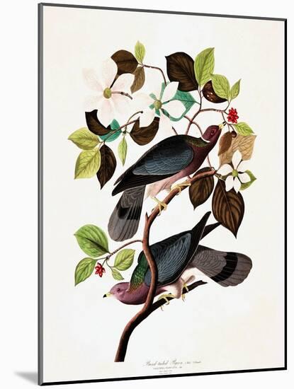 Band Tailed Pigeon, Columba Fasciata, from the Birds of America by John J. Audubon, Pub. 1827-38 (H-John James Audubon-Mounted Giclee Print