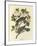 Band Tailed Pigeon-John James Audubon-Framed Premium Giclee Print