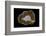 Banded Agate, Quartzsite, AZ-Darrell Gulin-Framed Photographic Print