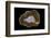 Banded Agate, Quartzsite, AZ-Darrell Gulin-Framed Photographic Print