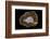 Banded Agate, Quartzsite, AZ-Darrell Gulin-Framed Photographic Print