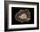 Banded Agate, Quartzsite, AZ-Darrell Gulin-Framed Photographic Print