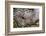 Banded Agate, Quartzsite, AZ-Darrell Gulin-Framed Photographic Print