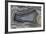 Banded Agate, Quartzsite, AZ-Darrell Gulin-Framed Photographic Print