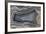 Banded Agate, Quartzsite, AZ-Darrell Gulin-Framed Photographic Print