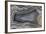 Banded Agate, Quartzsite, AZ-Darrell Gulin-Framed Photographic Print