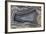 Banded Agate, Quartzsite, AZ-Darrell Gulin-Framed Photographic Print