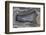 Banded Agate, Quartzsite, AZ-Darrell Gulin-Framed Photographic Print