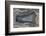 Banded Agate, Quartzsite, AZ-Darrell Gulin-Framed Photographic Print