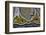 Banded Agate, Quartzsite, AZ-Darrell Gulin-Framed Photographic Print