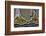 Banded Agate, Quartzsite, AZ-Darrell Gulin-Framed Photographic Print