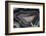 Banded Agate, Quartzsite, AZ-Darrell Gulin-Framed Photographic Print