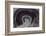 Banded Agate, Quartzsite, AZ-Darrell Gulin-Framed Photographic Print