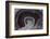 Banded Agate, Quartzsite, AZ-Darrell Gulin-Framed Photographic Print