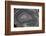 Banded Agate, Quartzsite, AZ-Darrell Gulin-Framed Photographic Print