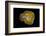 Banded Agate, Quartzsite, AZ-Darrell Gulin-Framed Photographic Print