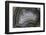 Banded Agate, Quartzsite, AZ-Darrell Gulin-Framed Photographic Print