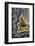 Banded Agate, Quartzsite, AZ-Darrell Gulin-Framed Photographic Print