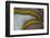 Banded Agate, Quartzsite, AZ-Darrell Gulin-Framed Photographic Print