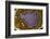 Banded Agate, Quartzsite, AZ-Darrell Gulin-Framed Photographic Print