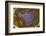 Banded Agate, Quartzsite, AZ-Darrell Gulin-Framed Photographic Print