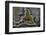 Banded Agate, Quartzsite, AZ-Darrell Gulin-Framed Photographic Print