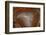 Banded Agate, Quartzsite, AZ-Darrell Gulin-Framed Photographic Print