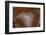 Banded Agate, Quartzsite, AZ-Darrell Gulin-Framed Photographic Print