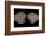 Banded Agate, Quartzsite, AZ-Darrell Gulin-Framed Photographic Print