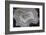 Banded Agate, Sammamish, Washington State-Darrell Gulin-Framed Photographic Print