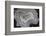 Banded Agate, Sammamish, Washington State-Darrell Gulin-Framed Photographic Print