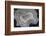 Banded Agate, Sammamish, Washington State-Darrell Gulin-Framed Photographic Print